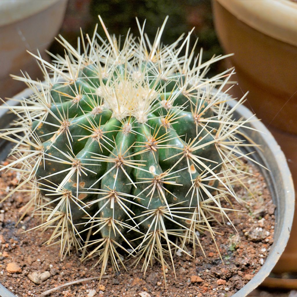 Echinocactus grusonii - Coussin de Belle-mère