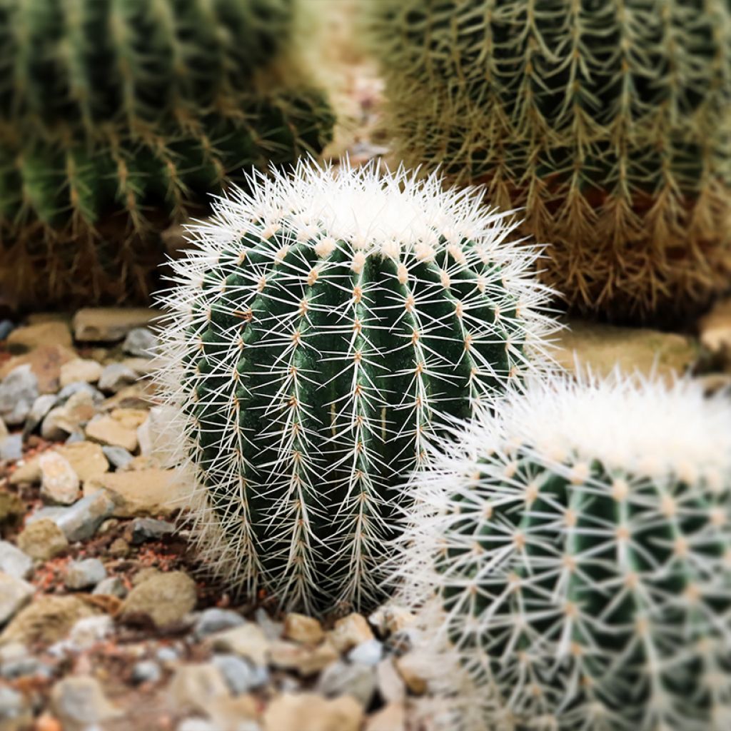 Echinocactus grusonii var. albispinus - Coussin de Belle-mère