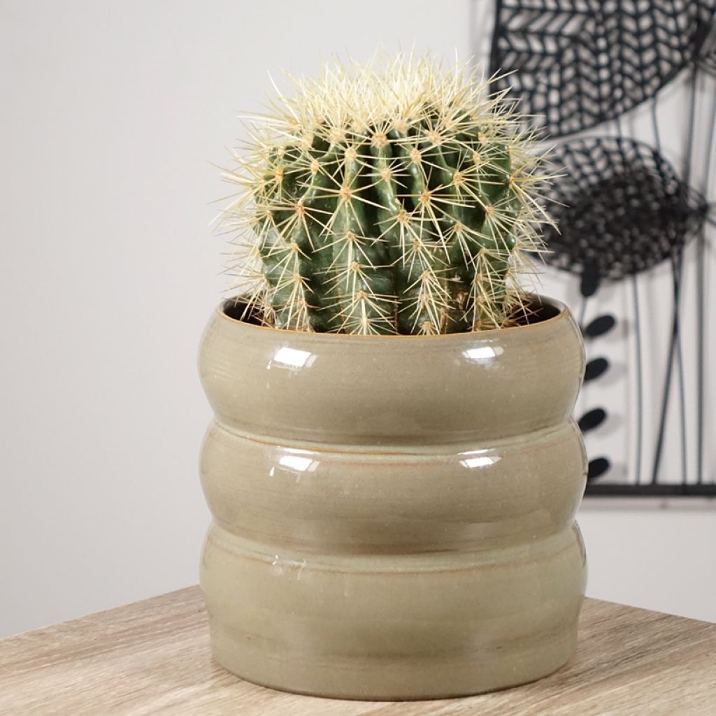 Echinocactus grusonii - Coussin de Belle-mère