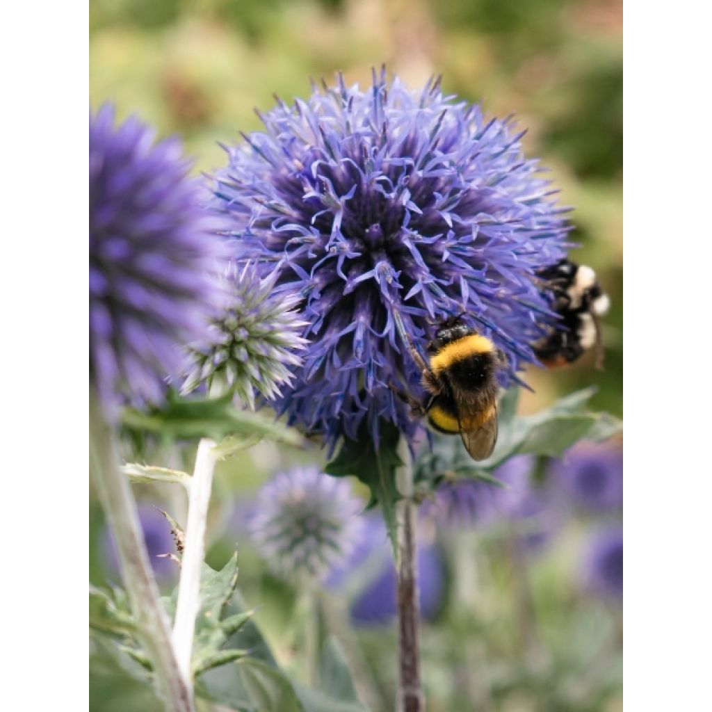 Chardon boule - Echinops ritro