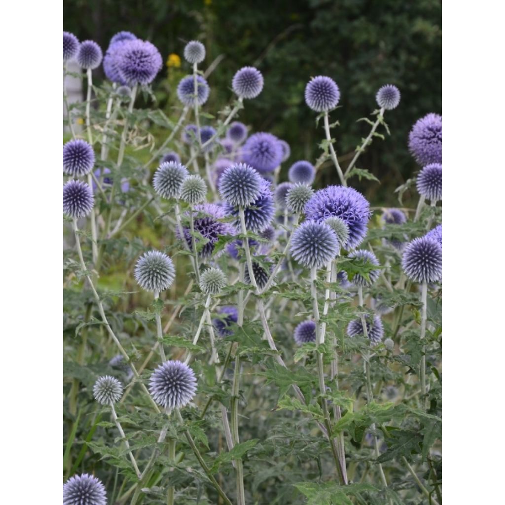 Chardon boule - Echinops ritro