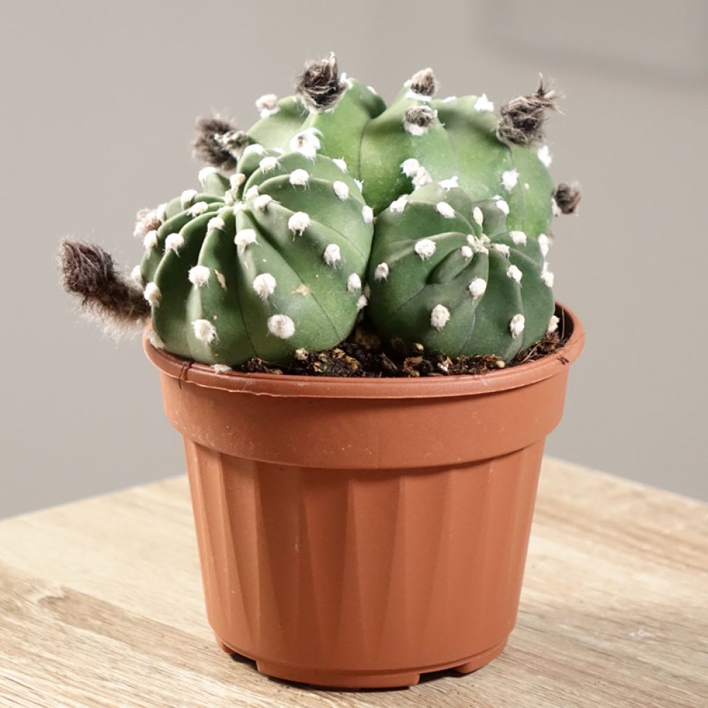Echinopsis subdenudata