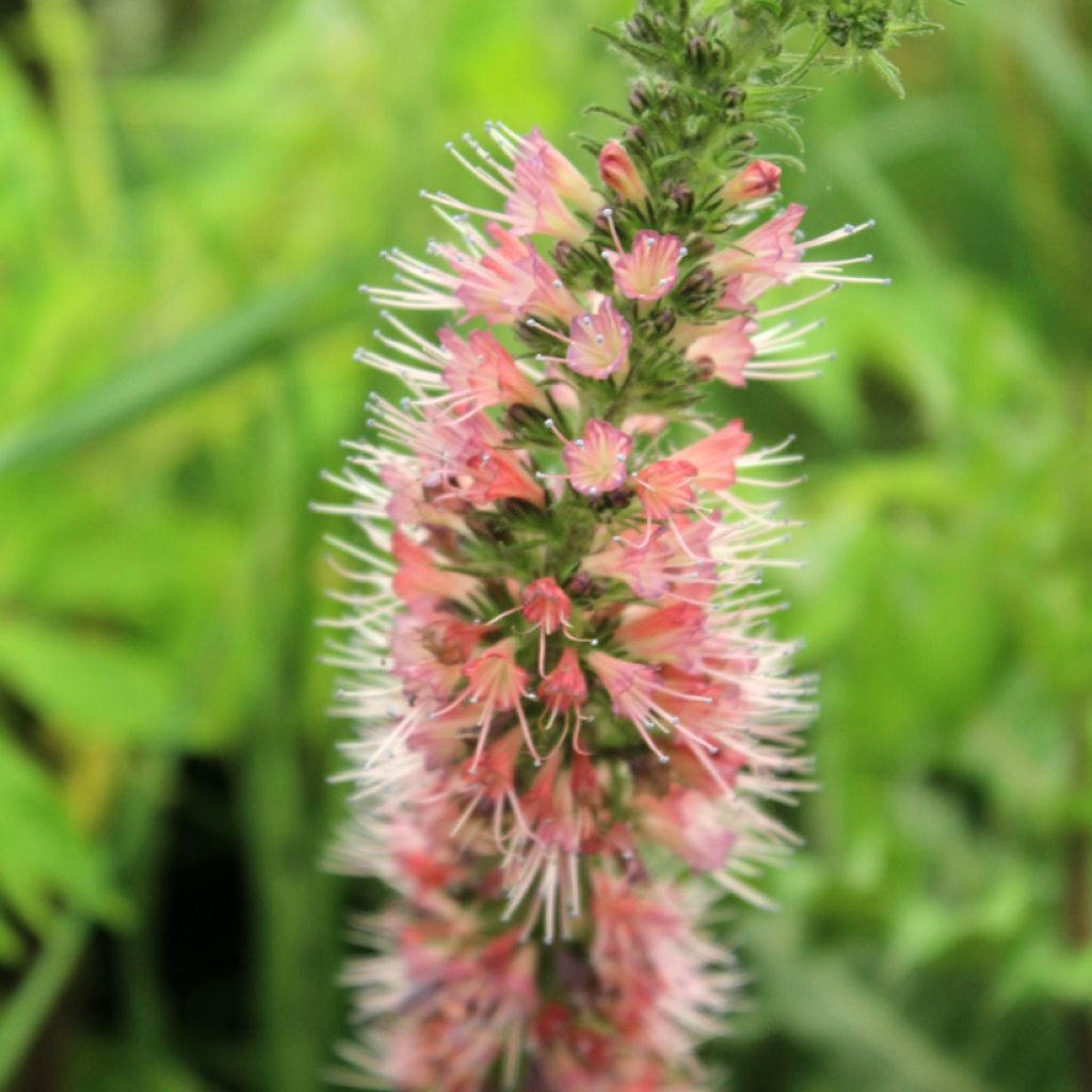 Echium amoenum Red Feathers - Vipérine rouge