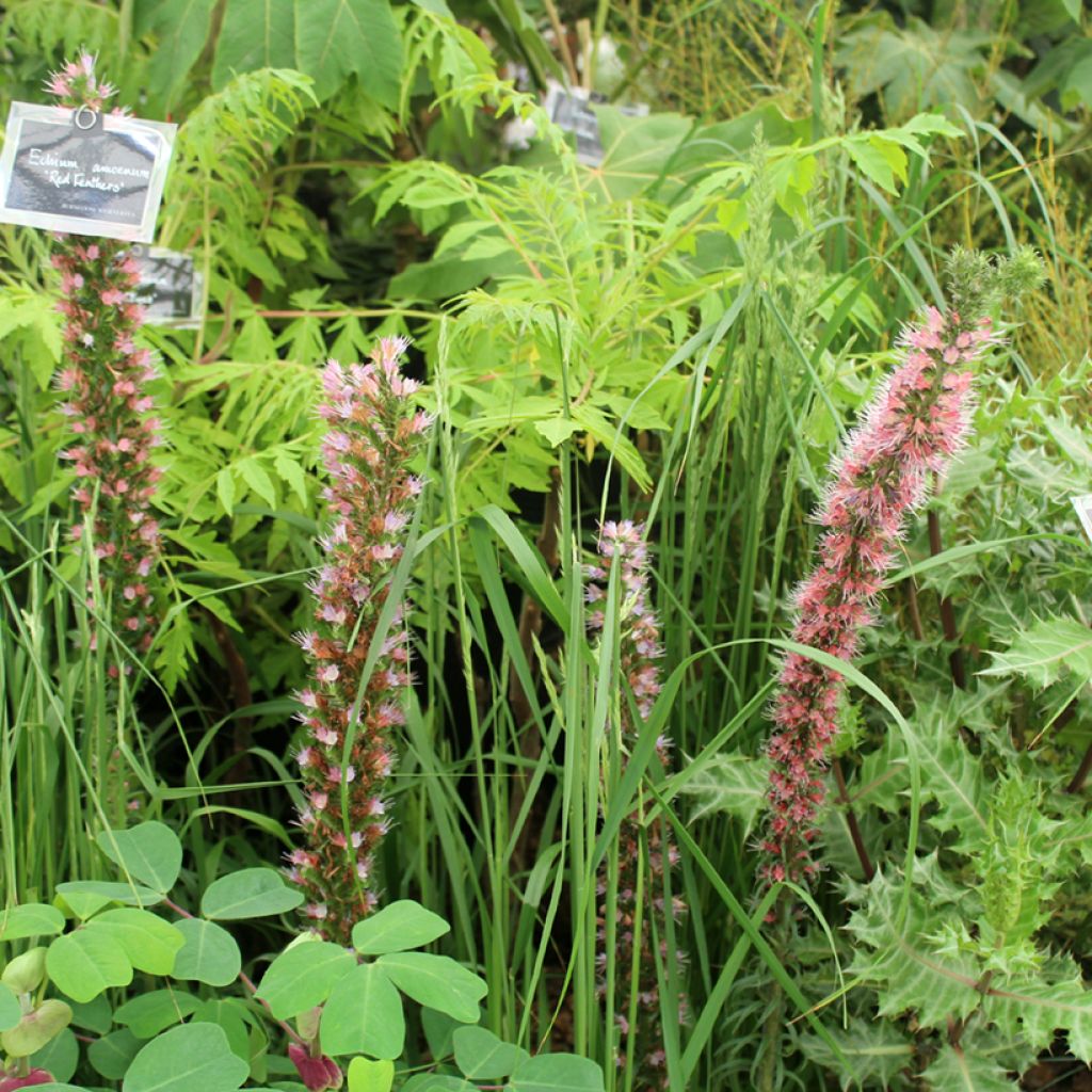 Echium amoenum Red Feathers - Vipérine rouge