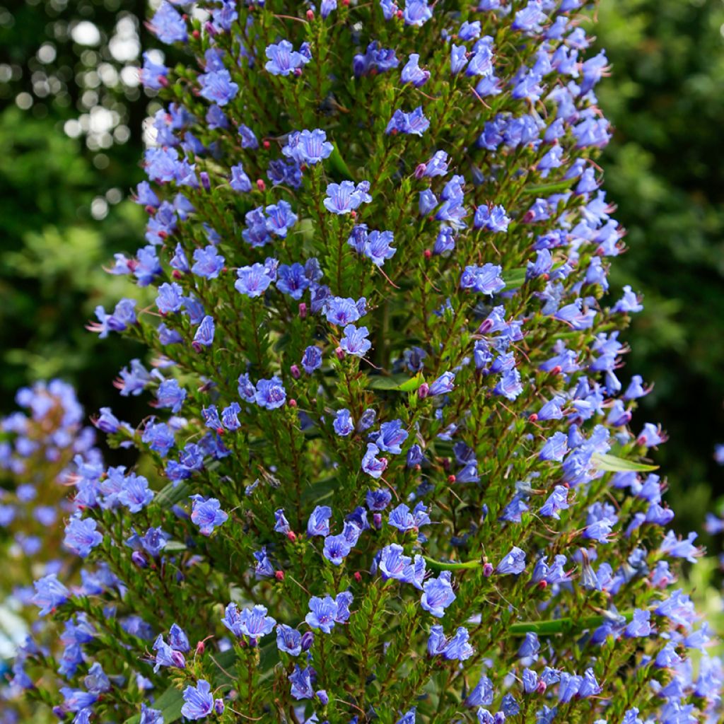 Graines d'Echium pininana - Vipérine des Canaries