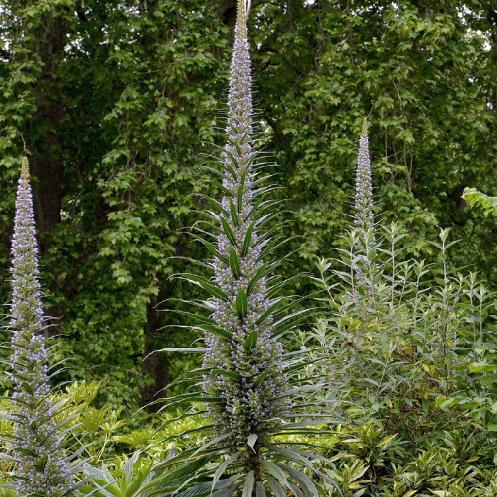 Graines d'Echium pininana - Vipérine des Canaries