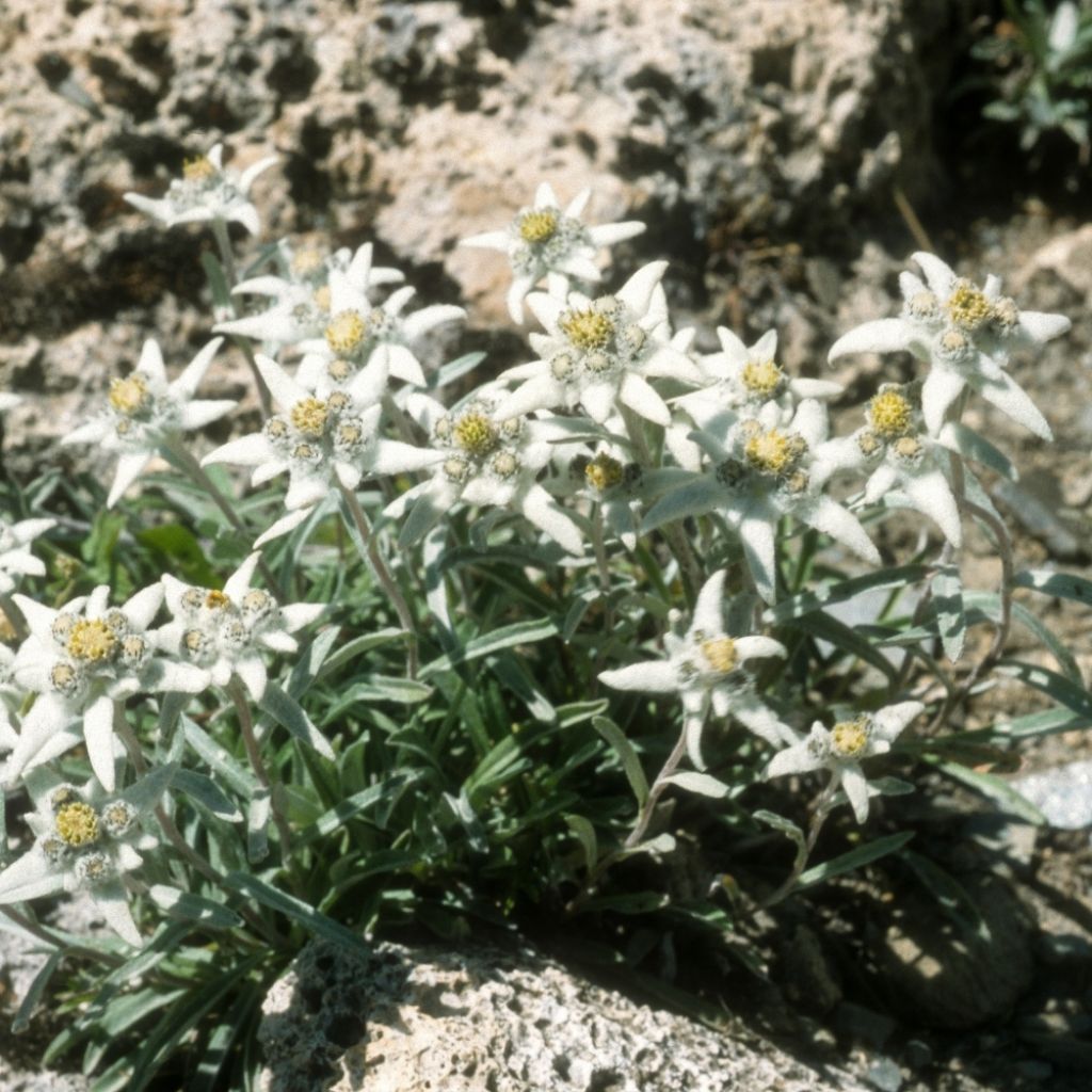 Edelweiss des Alpes, Leontopodium alpinum