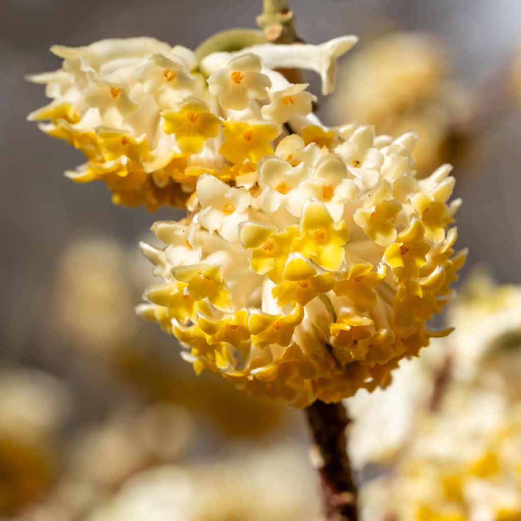 Edgeworthia chrysantha Grandiflora - Buisson à papier