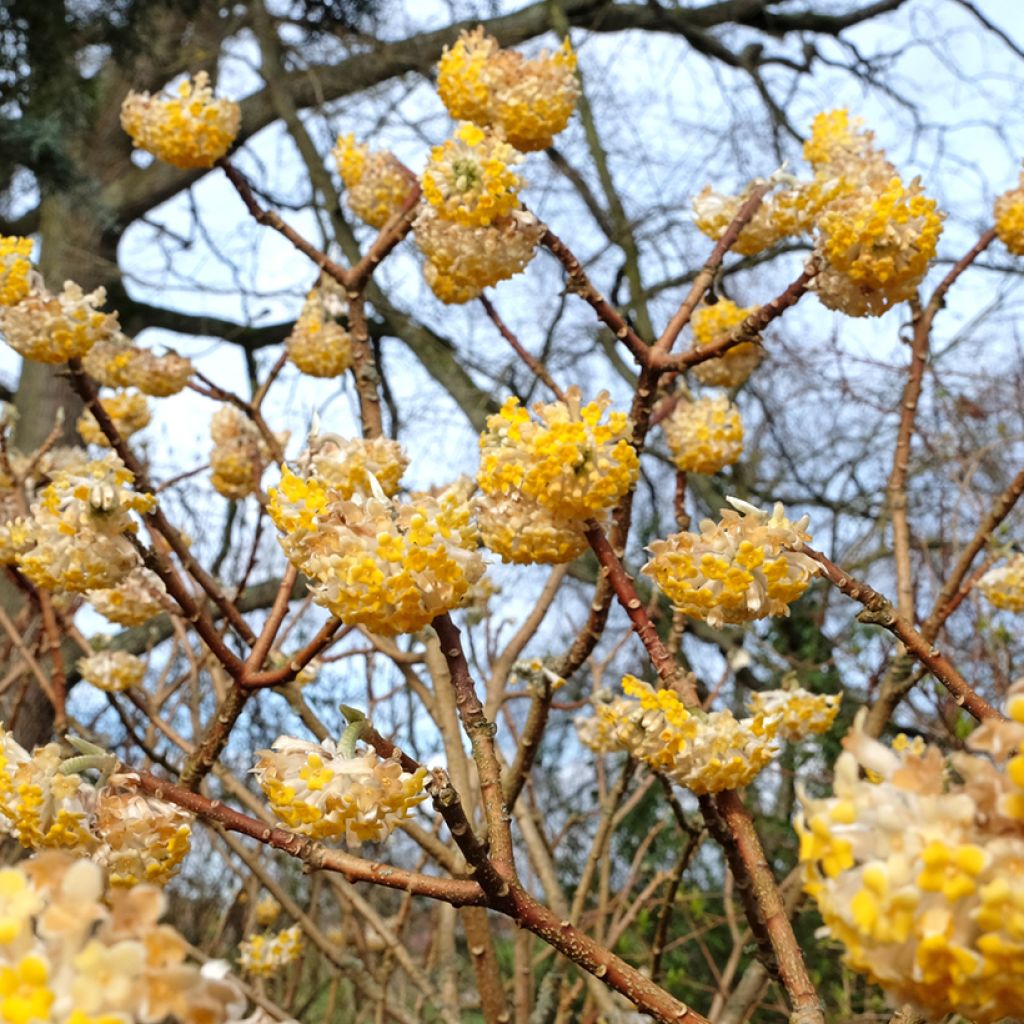 Edgeworthia chrysantha Grandiflora - Buisson à papier