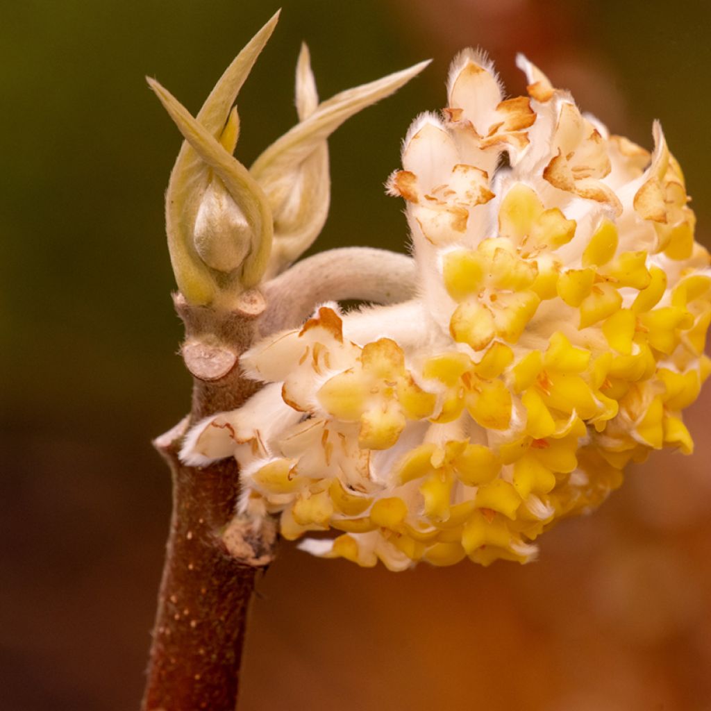 Edgeworthia chrysantha Grandiflora - Buisson à papier