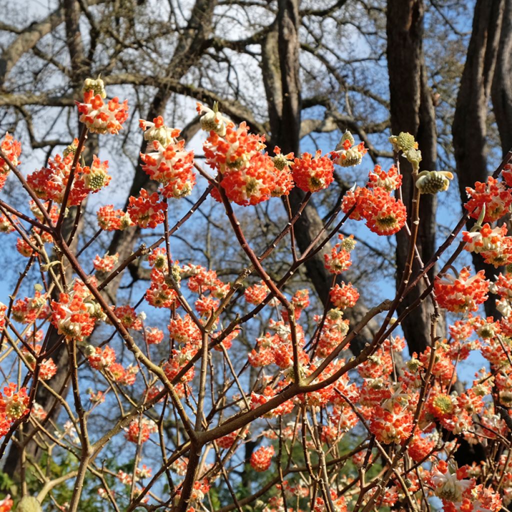 Edgeworthia chrysantha Red Dragon Akebono - Arbre à papier 