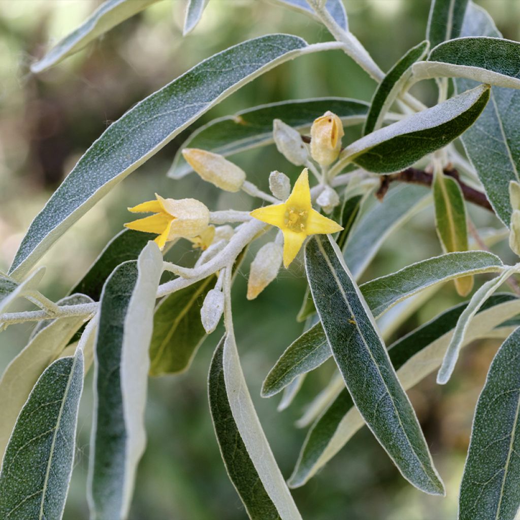 Elaeagnus angustifolia - Olivier de Boheme
