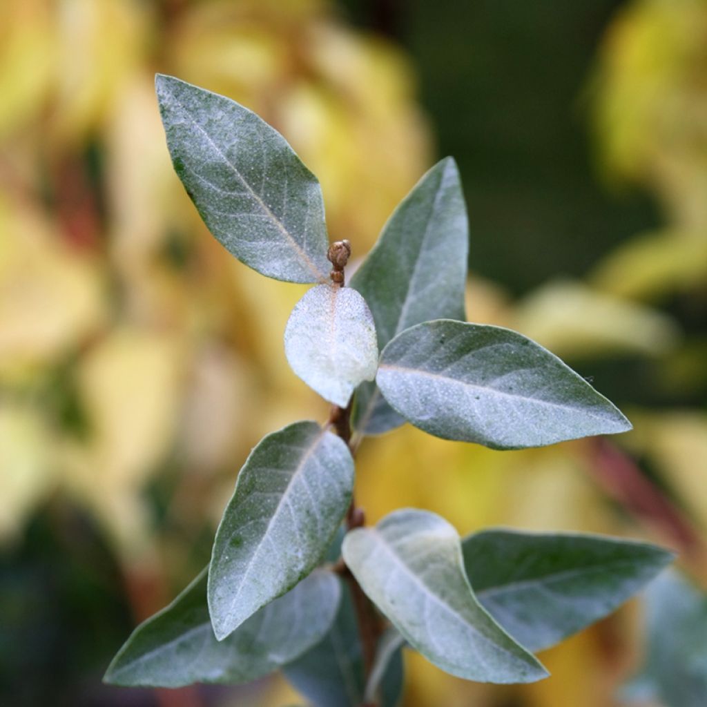 Elaeagnus commutata Zempin - Chalef argenté