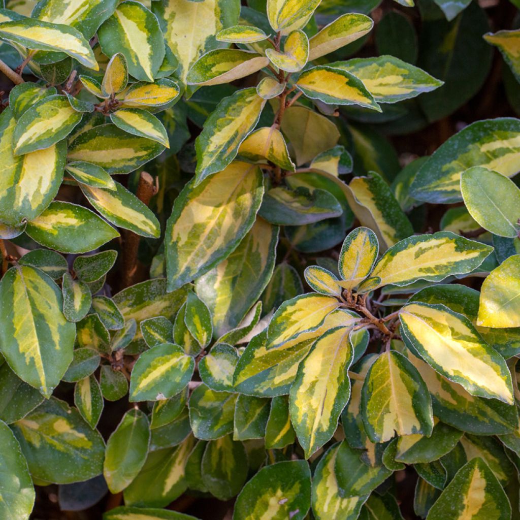 Elaeagnus ebbingei Limelight - Chalef de Ebbing