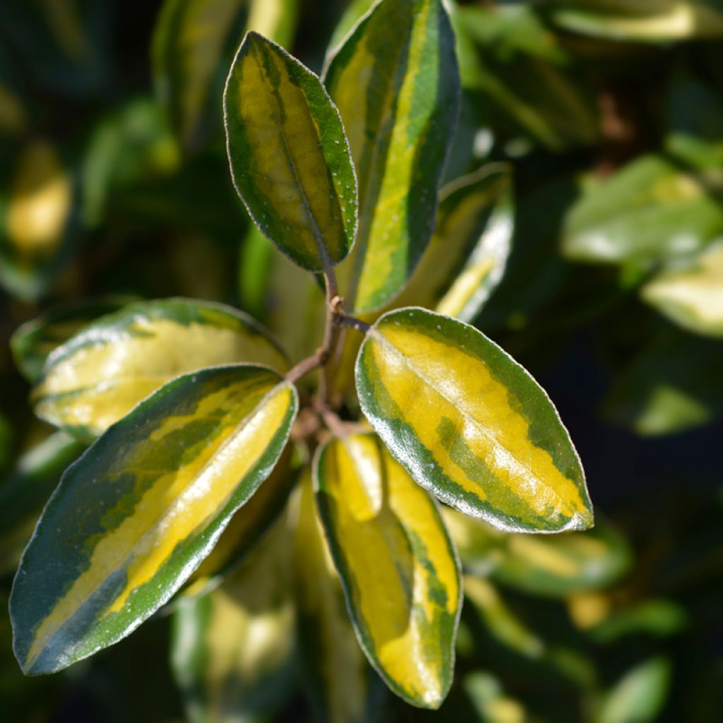 Elaeagnus ebbingei Limelight - Chalef de Ebbing