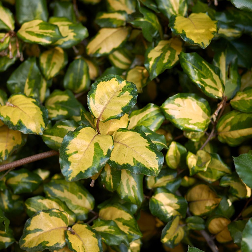 Elaeagnus pungens Maculata - Chalef panaché