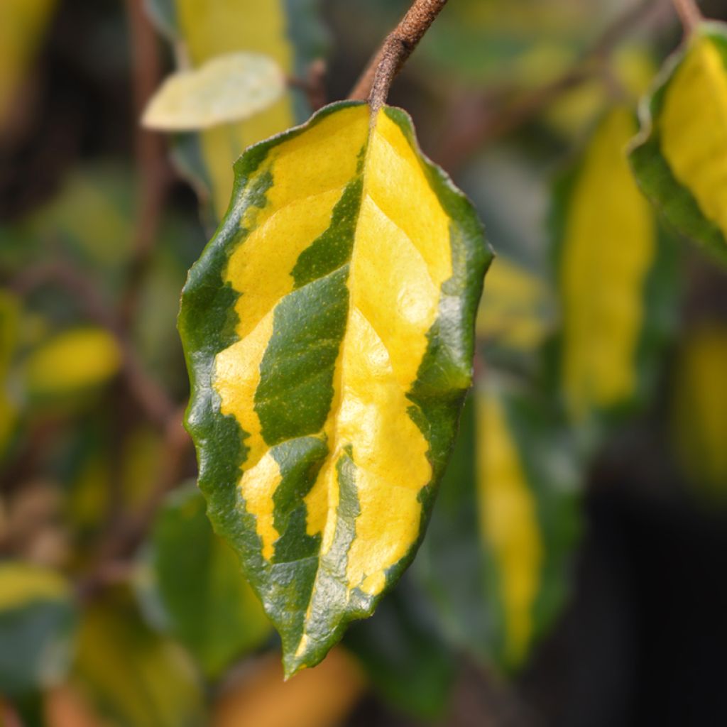 Elaeagnus pungens Maculata - Chalef panaché