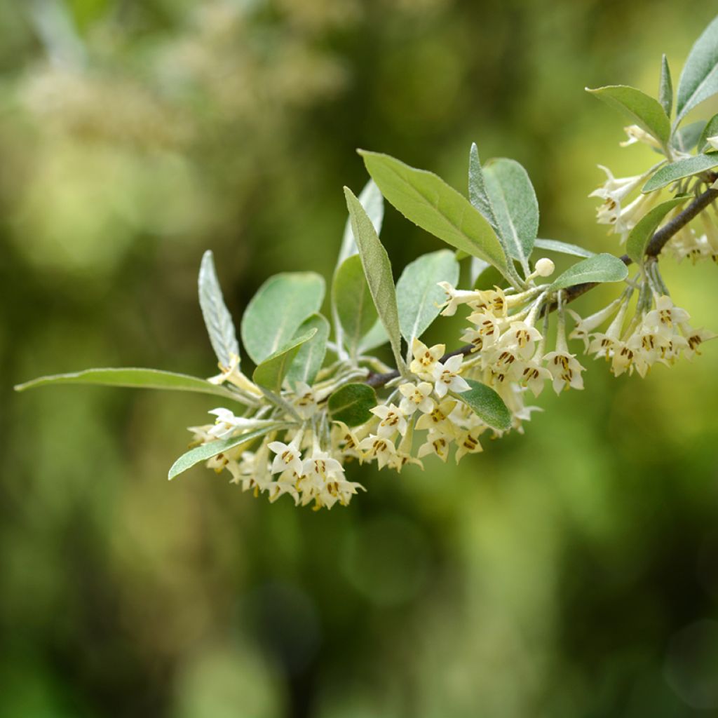 Elaeagnus umbellata - Chalef d'automne