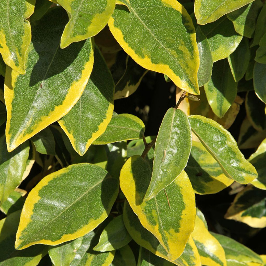 Elaeagnus x ebbingei Viveleg - Chalef