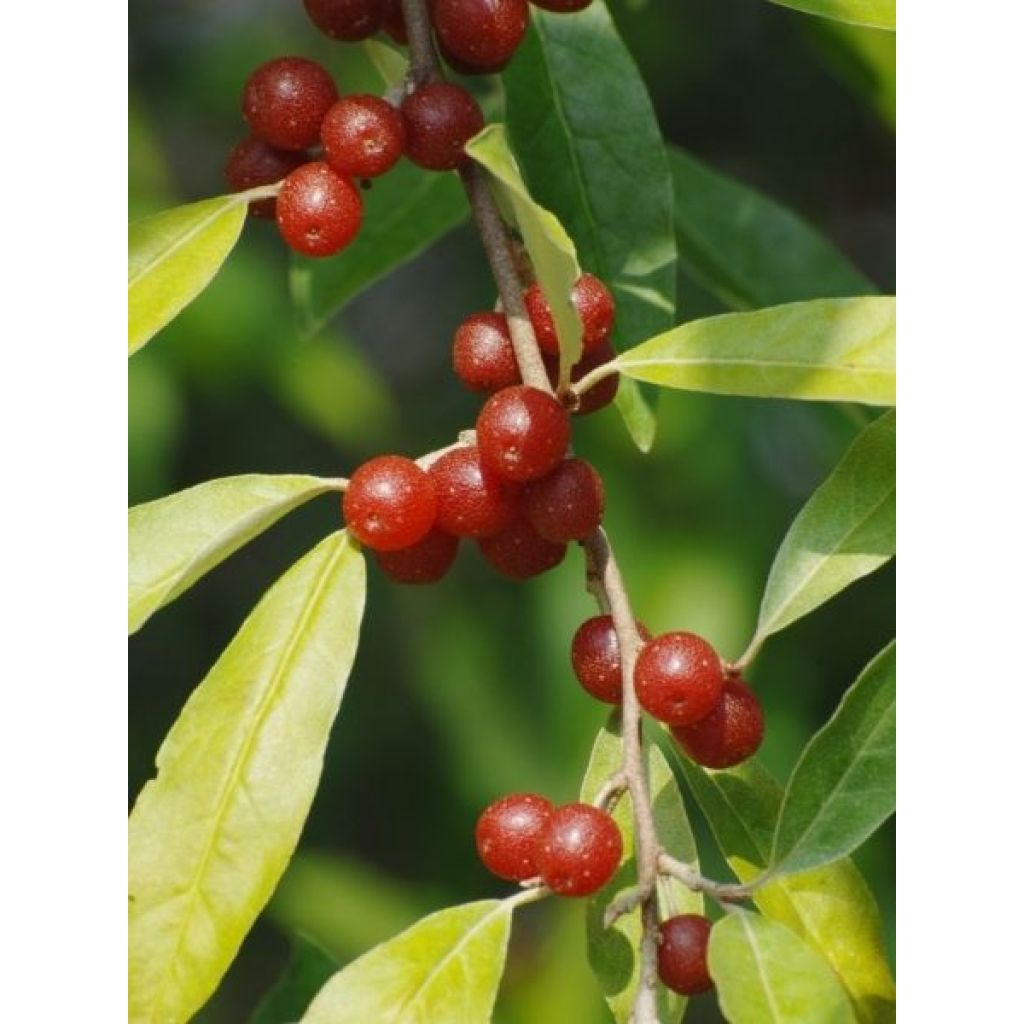 Elaeagnus umbellata Amoroso - Chalef en ombelles