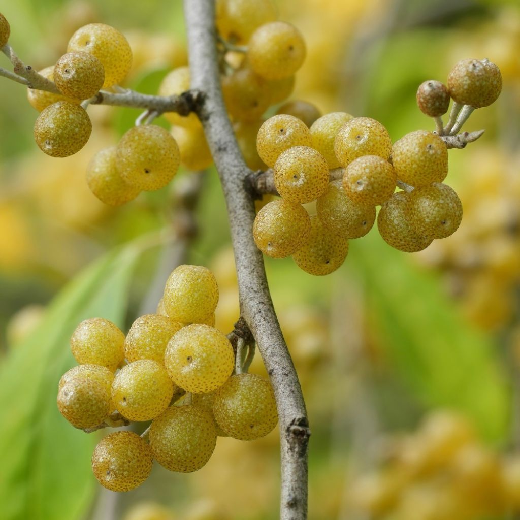 Elaeagnus umbellata Fortunella - Goumi du Japon