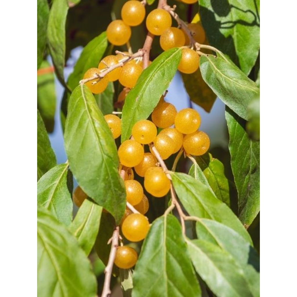 Elaeagnus umbellata Fortunella - Goumi du Japon
