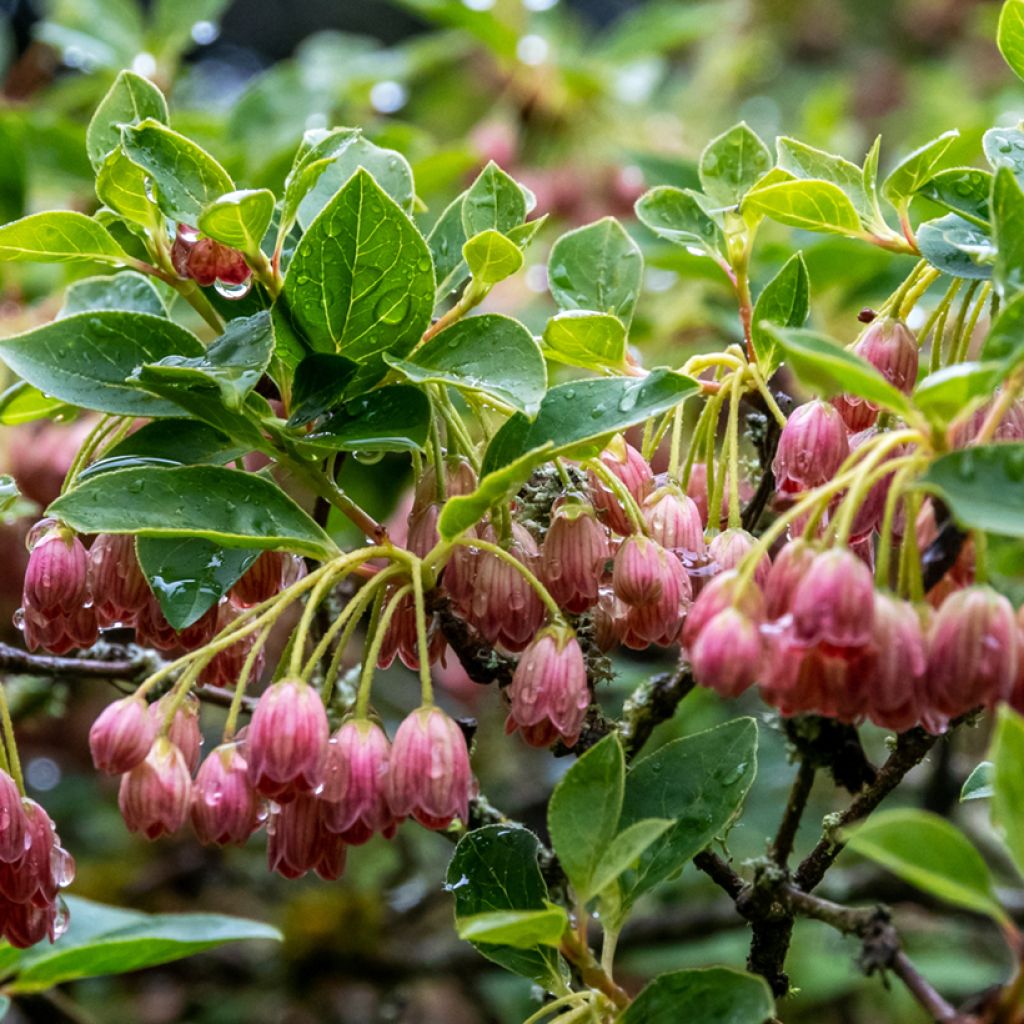 Enkianthus campanulatus Red Bells - Andromède campanulée