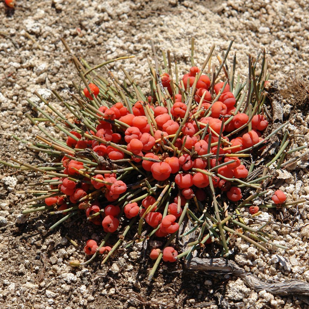 Ephedra minima