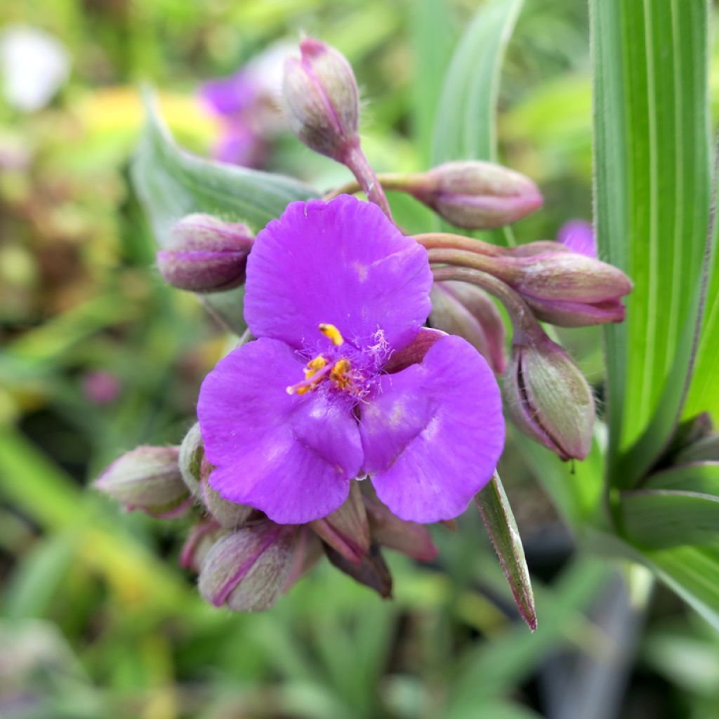 Ephémère de Virginie - Tradescantia andersonina Concord Grape