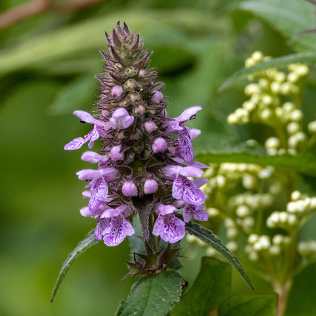 Epiaire des marais - Stachys palustris