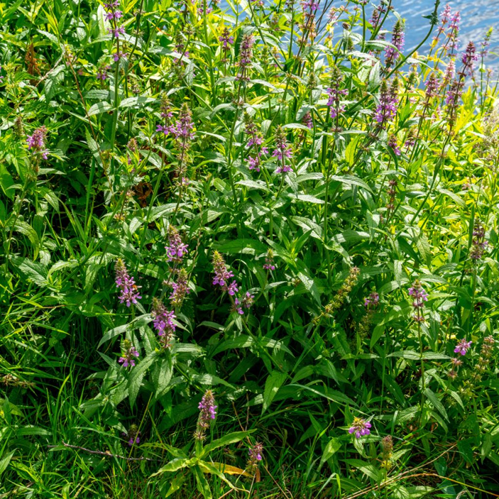 Epiaire des marais - Stachys palustris