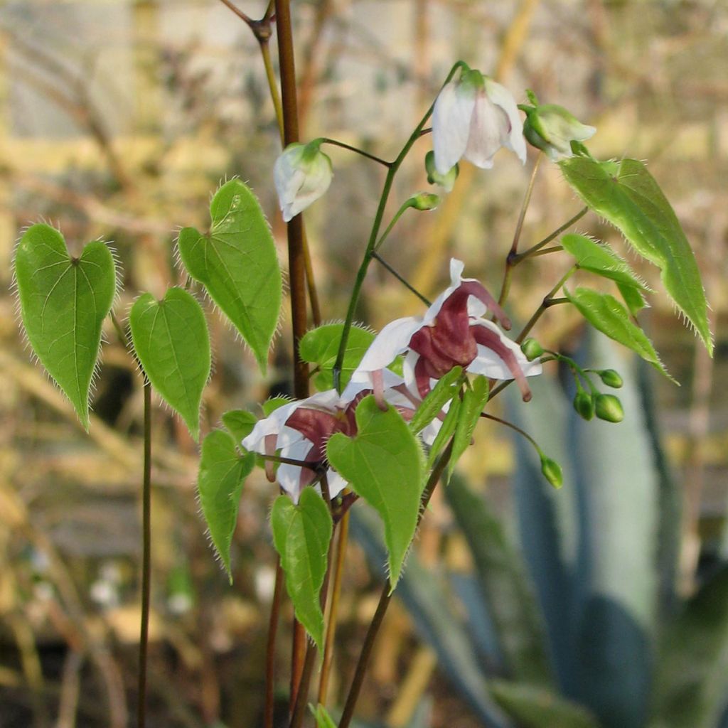 Epimedium epstenii, Fleur des elfes