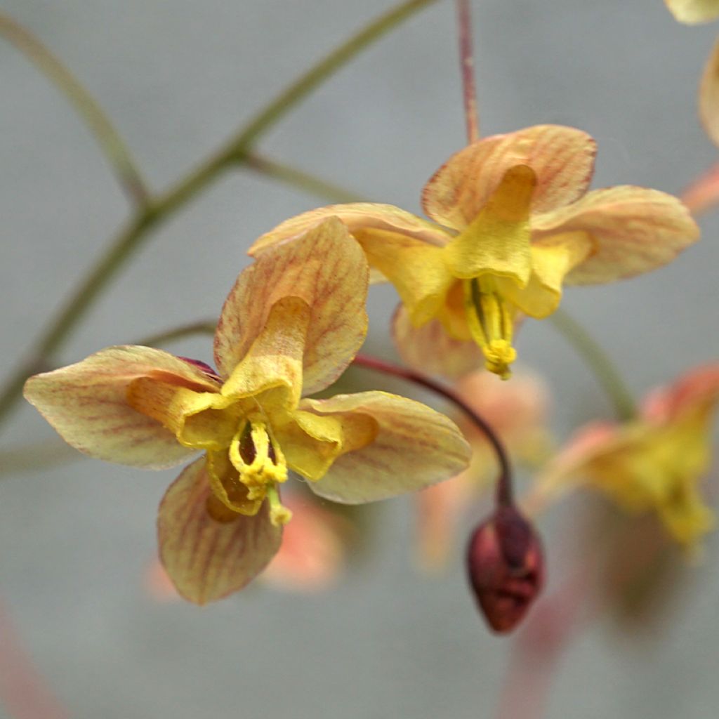 Epimedium pinnatum Black Sea