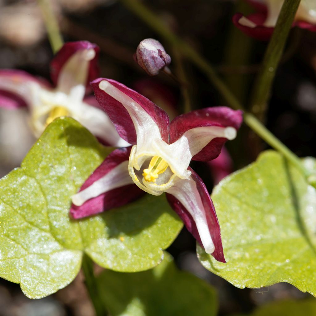 Epimedium rubrum - Fleur des elfes rouge