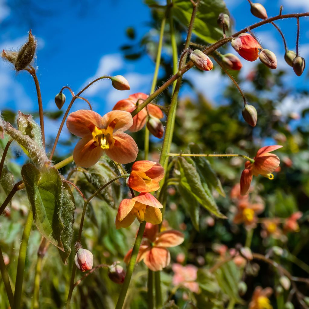 Epimedium warleyense - Fleur des Elfes