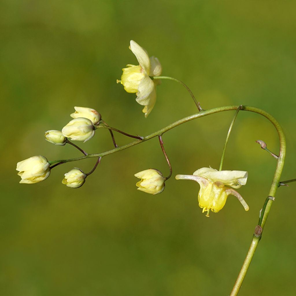 Epimedium x versicolor Sulphureum - Fleur des Elfes