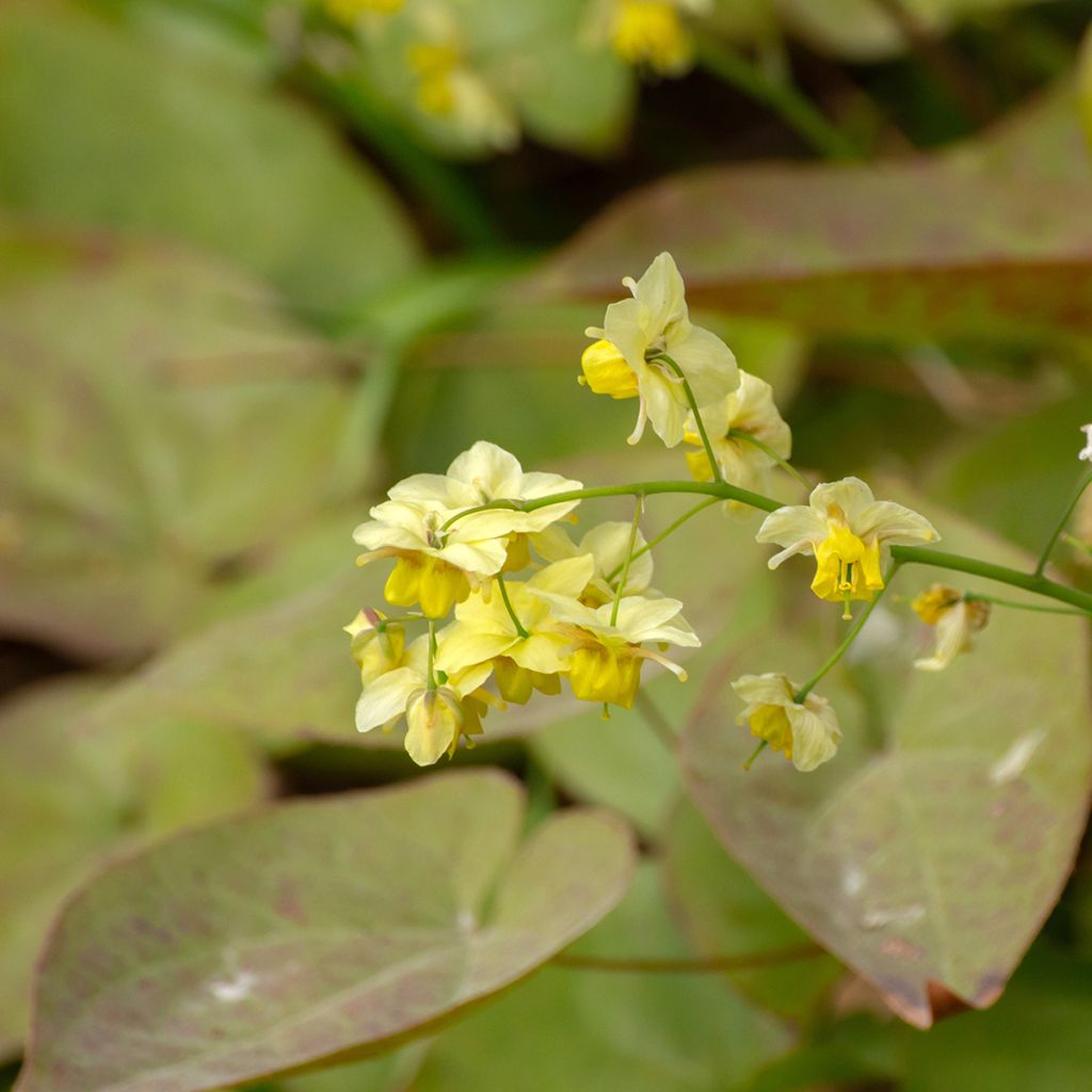 Epimedium x versicolor Sulphureum - Fleur des Elfes