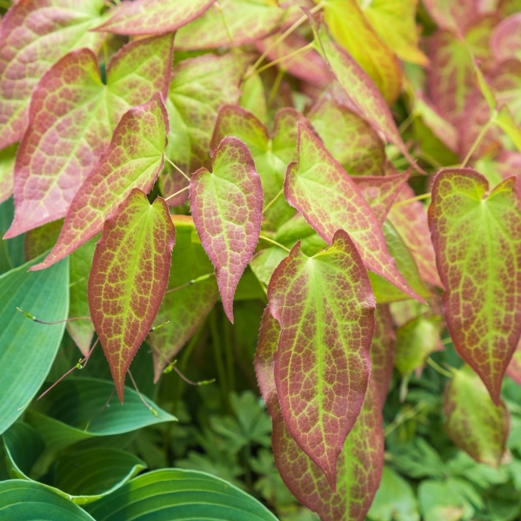 Epimedium perralchicum Frohnleiten - Fleur des Elfes jaune vif