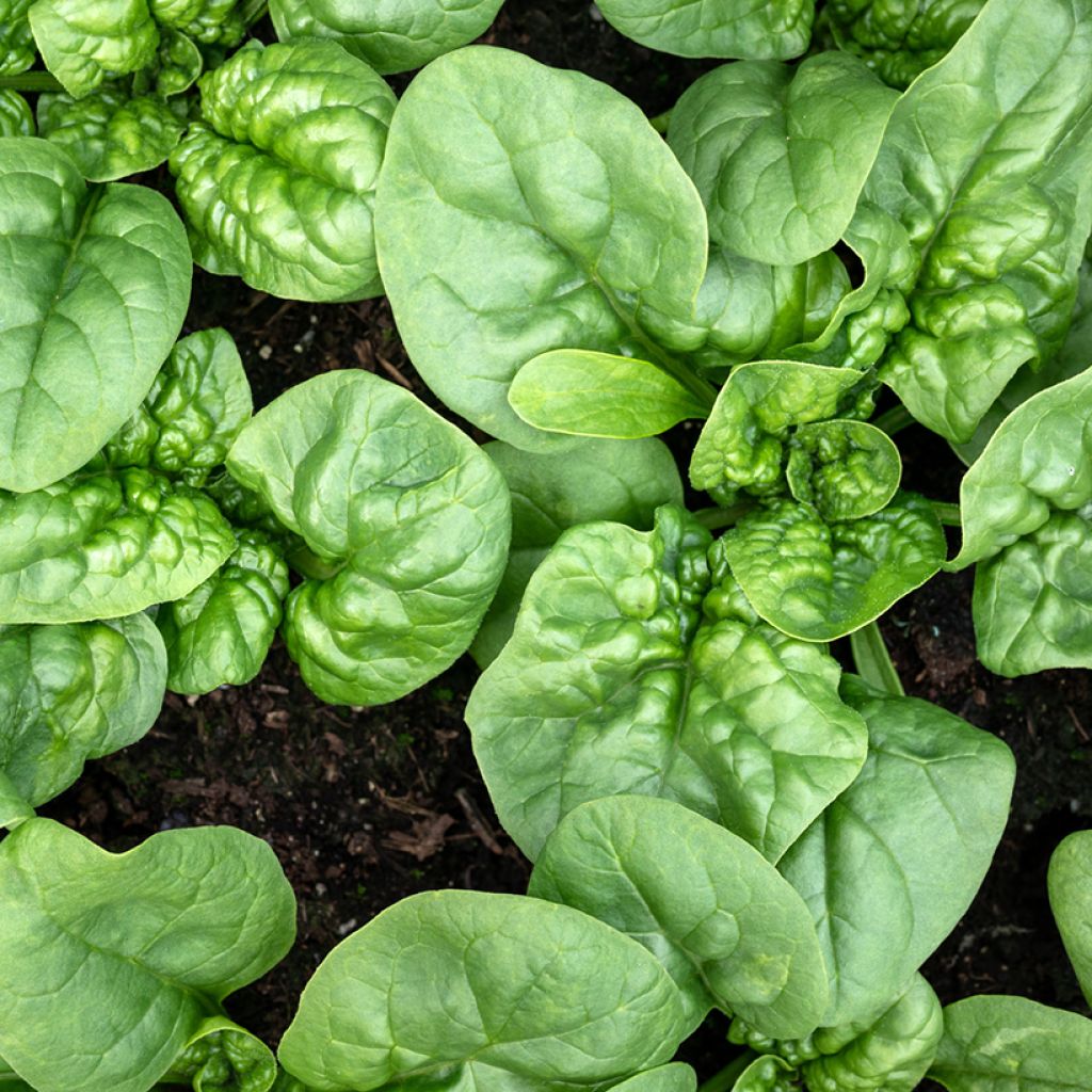 Epinard Columbia F1 - Spinachia oleracea