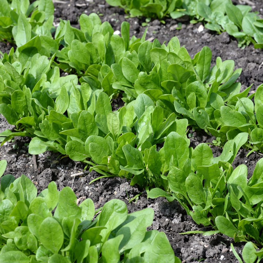 Epinard Matador Bio - Spinachia oleracea - Epinard Viking
