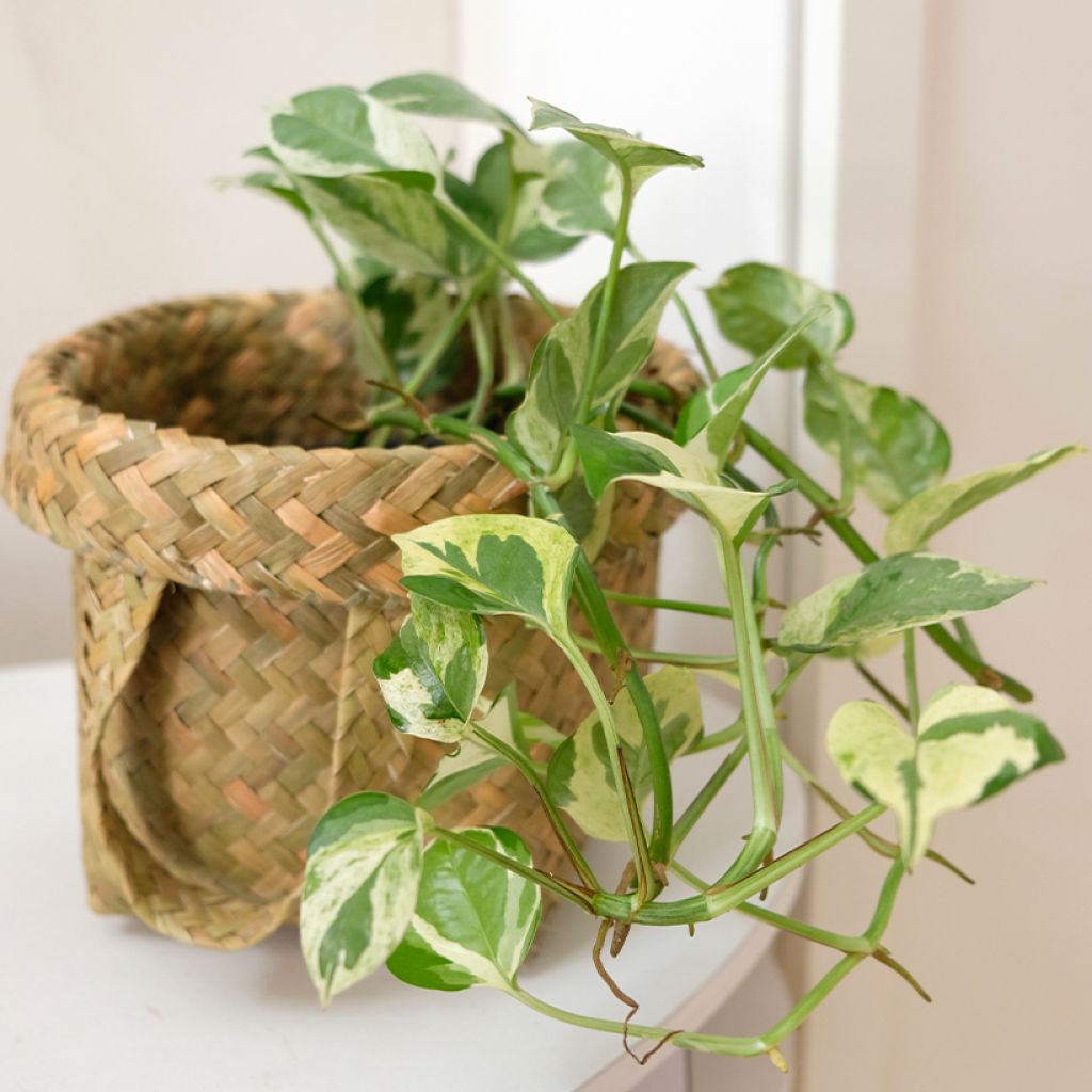 Epipremnum N'joy - Pothos