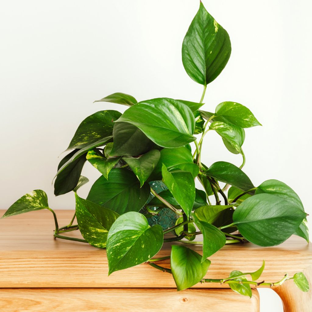 Epipremnum aureum - Pothos