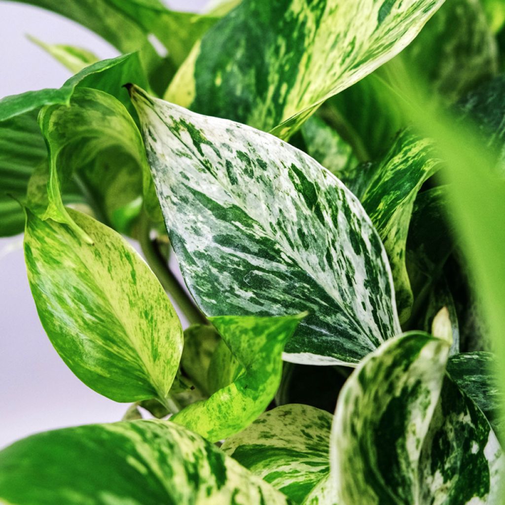 Epipremnum aureum Marble Queen - Pothos
