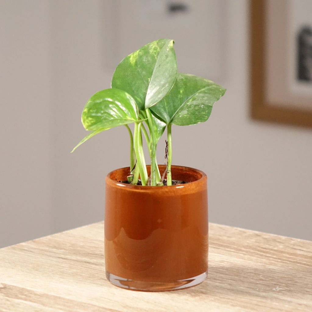 Epipremnum aureum - Pothos