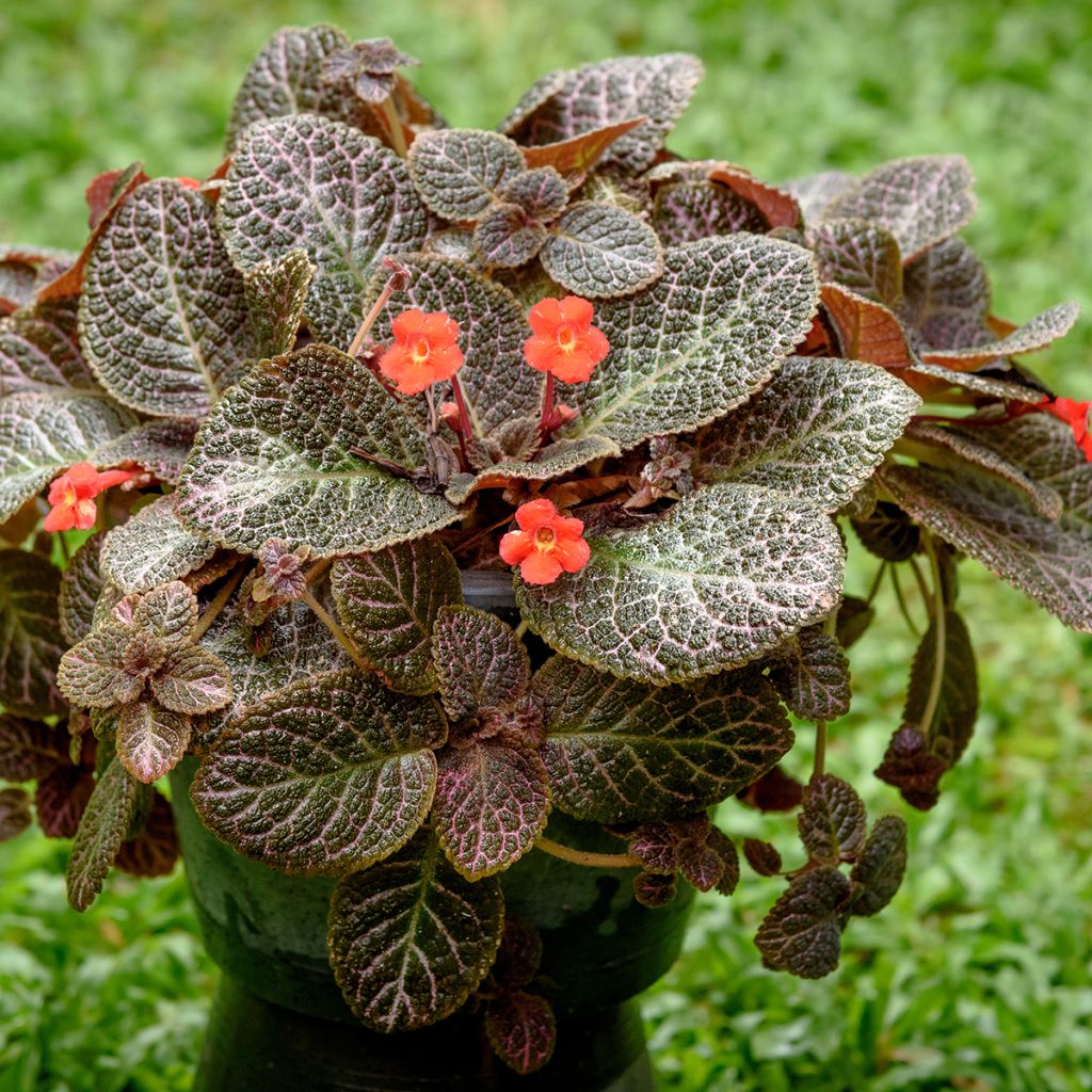 Episcia Country Brilliance