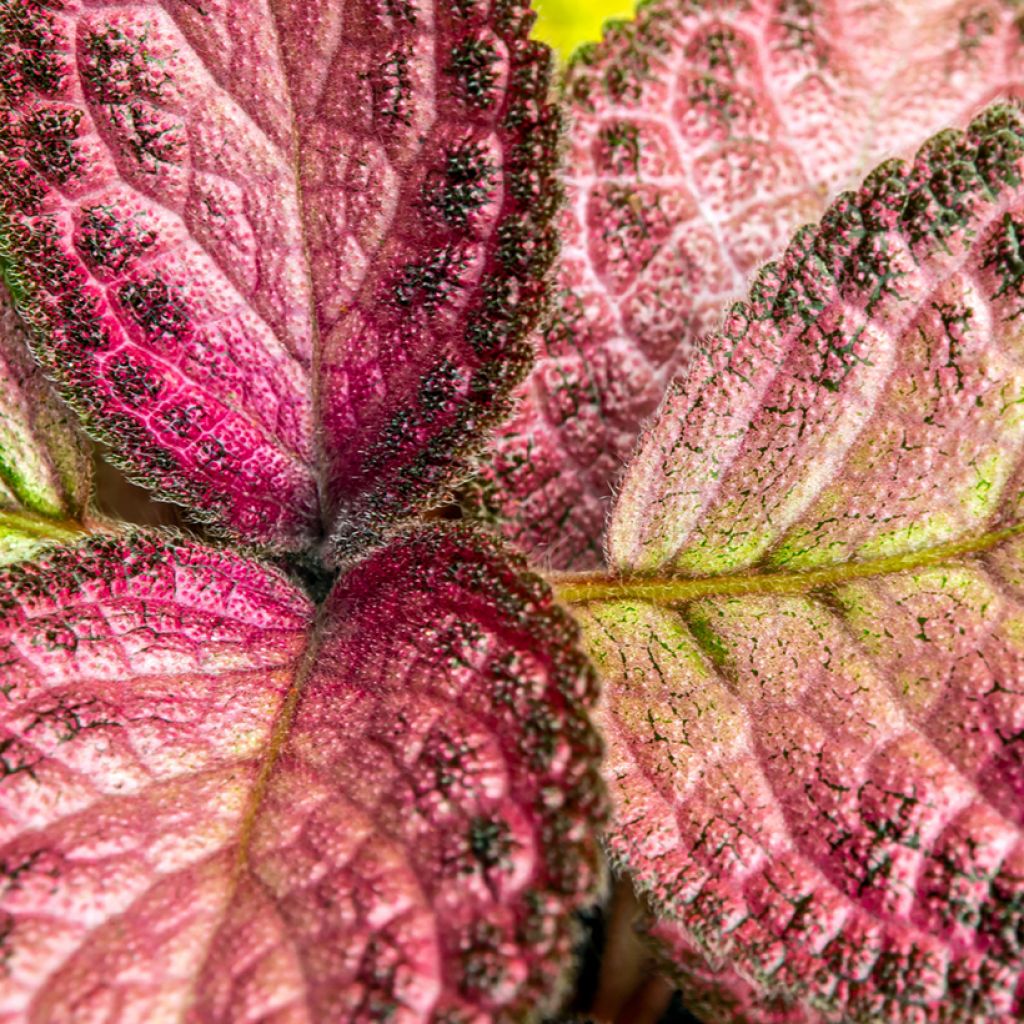 Episcia Malayan Gem
