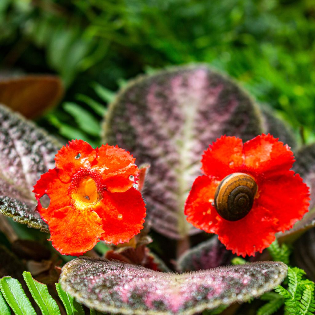 Episcia Malayan Gem