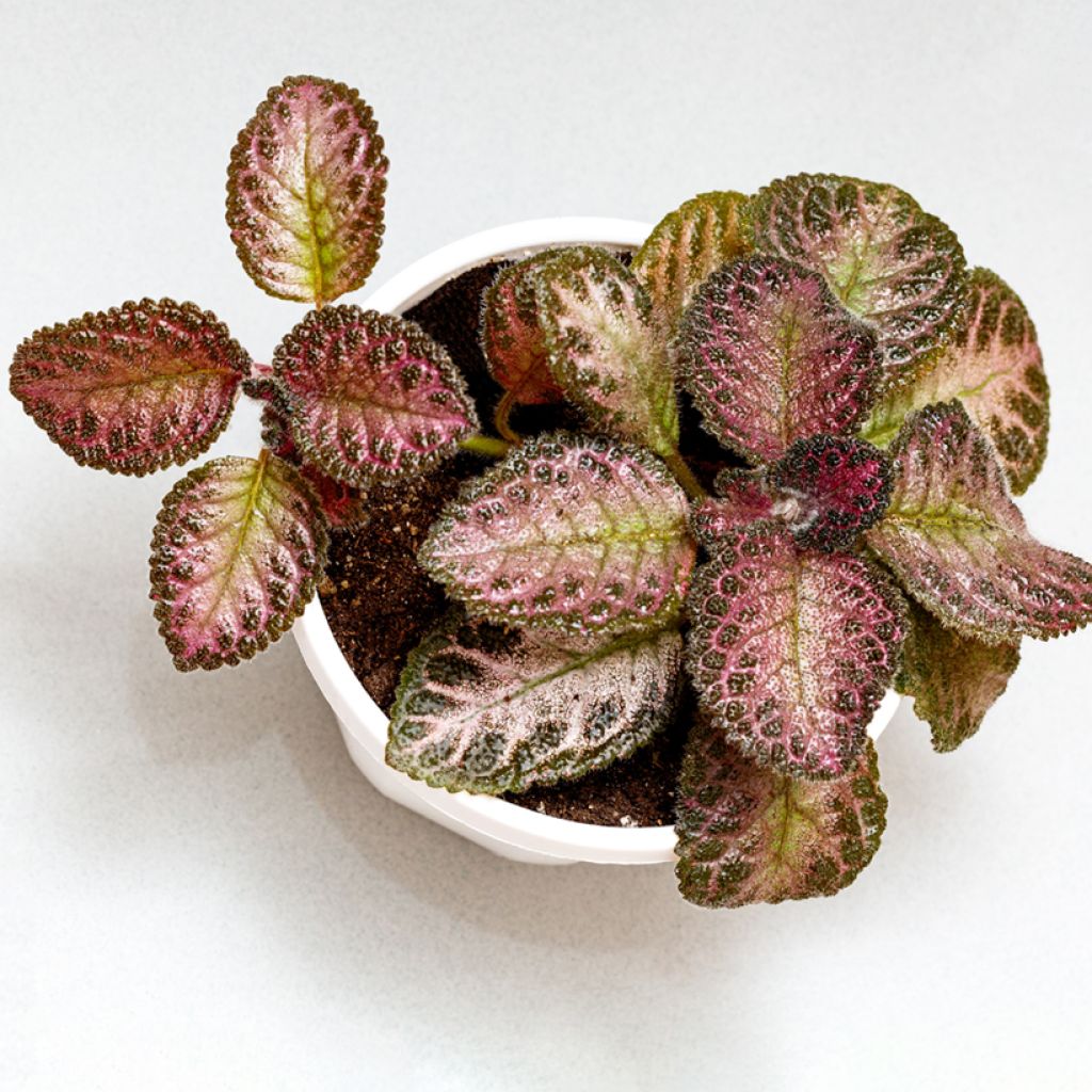 Episcia Pink Acajou