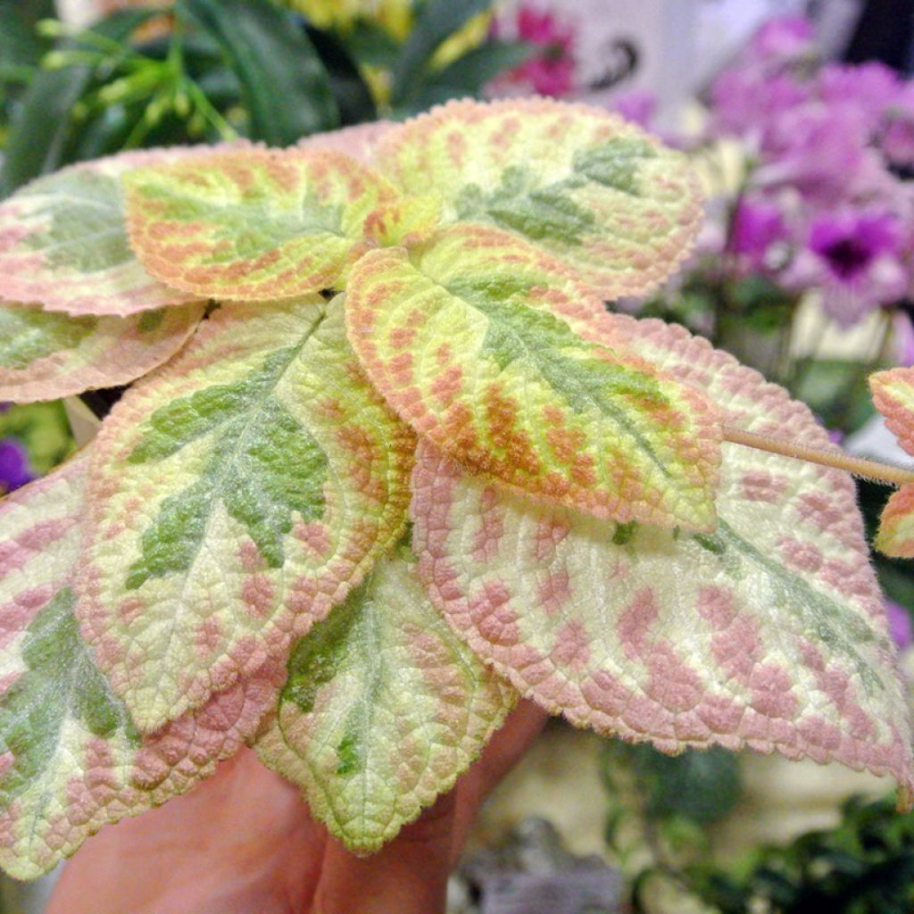 Episcia Pink Brocade