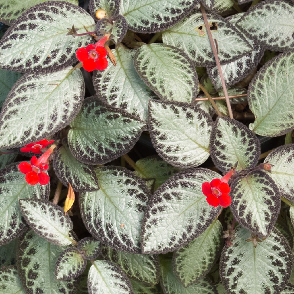 Episcia Silver Shield